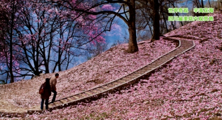 世界奇觀(guān)---藥王谷辛夷花海