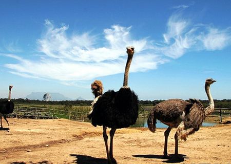 春節(jié)去哪兒？出游地圖告訴您！