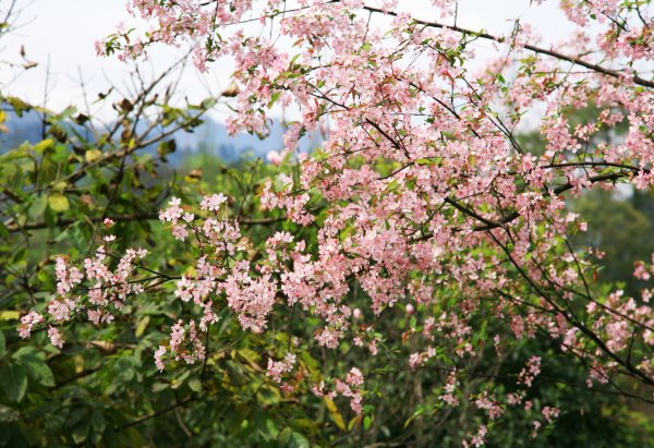 春享峨眉，樂(lè)游其中，且玩且珍惜