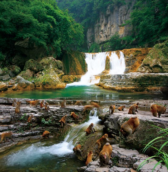 小長(zhǎng)假游客扎堆蟒河、擠爆猴山