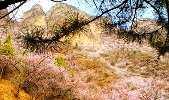 新鄉(xiāng)秋溝賞桃花 春季撞出桃花運 新鄉(xiāng)秋溝賞桃花 春季撞出桃花運