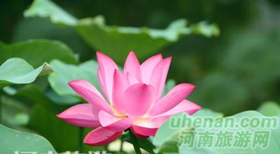 開封第十屆荷花藝術節(jié)開幕