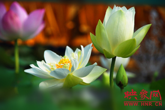 7月5日,第七屆淮陽(yáng)荷花節(jié)將于7月8日正式拉開(kāi)序幕。