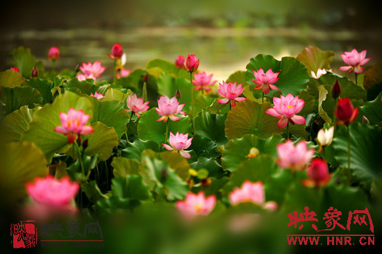 7月5日,第七屆淮陽(yáng)荷花節(jié)將于7月8日正式拉開(kāi)序幕。