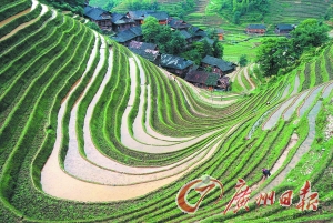 　　龍勝梯田錯(cuò)落有致。