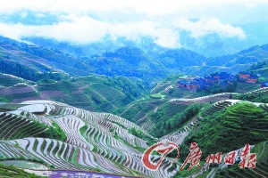 　　龍勝梯田大氣而立體。