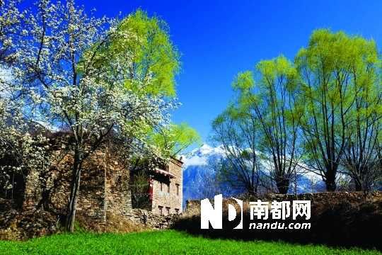 　　三月里,川西北的梨花盛放,寨子、碉樓、梨花……構(gòu)成最美的丹巴風光。