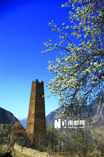 　　丹巴的碉樓與梨花互相輝映。