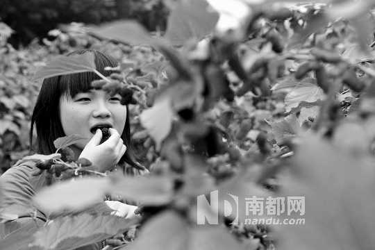 　　　　寶桑園桑葚已成熟,“五一”假期前都是吃桑葚的季節(jié)。南都記者 李向新 攝