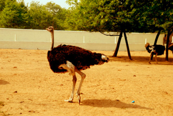 周末出游哪里去 亞洲最大鴕鳥養(yǎng)殖基地別錯(cuò)過 周末出游哪里去 亞洲最大鴕鳥養(yǎng)殖基地別錯(cuò)過
