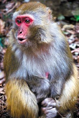 　　金鞭溪四周也是野猴的聚集地。