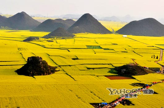 　　說到羅平, 無人不知,只因那有全國面積最大的油菜花田。(圖片來源:CFP)