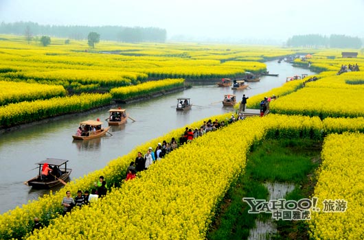 　　興化的油菜花最讓人心醉,因?yàn)闆]有一個地方能把油菜花和水景結(jié)合得如此到位。(圖片來源:CFP)