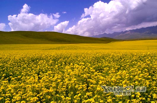 　　青海門源的油菜花景色甚為壯觀,十足的西部風(fēng)味。(圖片來源:CFP)