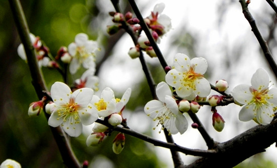 四川新津梨花溪 賞梨花就要去那里 四川新津梨花溪 賞梨花就要去那里