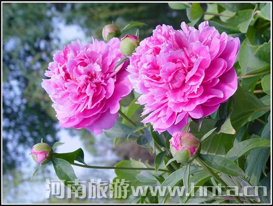 洛陽(yáng)牡丹文化節(jié)旅游全攻略 洛陽(yáng)牡丹文化節(jié)旅游全攻略