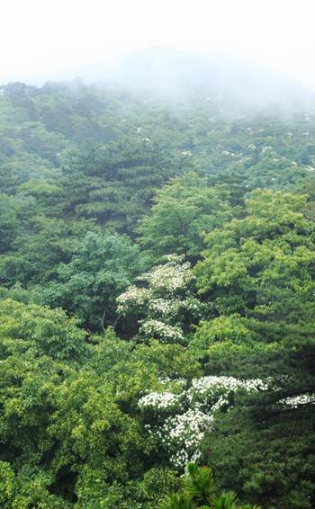 四照花開(kāi)滿樹(shù),賞花正當(dāng)時(shí)