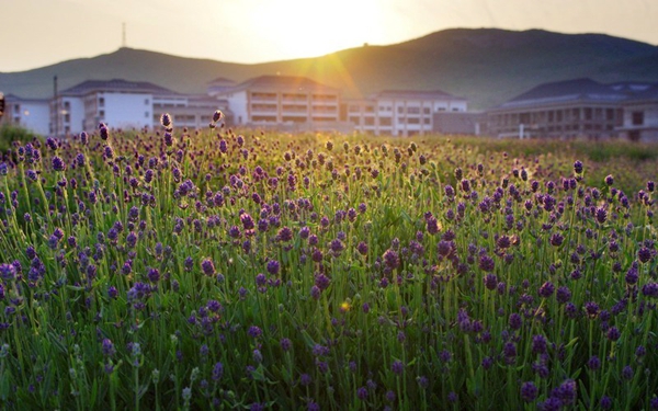 別樣蜜月，河南最適宜新婚度假的景區(qū)