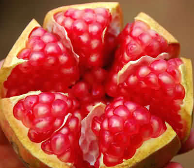 河陰石榴 河陰石榴