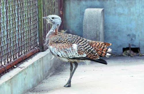 候鳥遷徙引市民關(guān)注 網(wǎng)友:保護(hù)鳥類要先了解它們 候鳥遷徙引市民關(guān)注 網(wǎng)友:保護(hù)鳥類要先了解它們