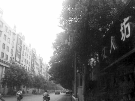 　　樹(shù)木枝繁葉茂，幾乎完全擋住紅綠燈 網(wǎng)友供圖