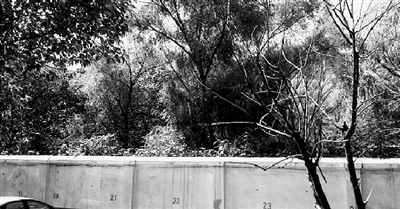 家長(zhǎng)們熱切盼望的天明路小學(xué)規(guī)劃地，就在這個(gè)郁郁蔥蔥的院里