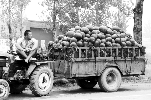 　看著滿滿一車瓜，一瓜農(nóng)愁眉不展。