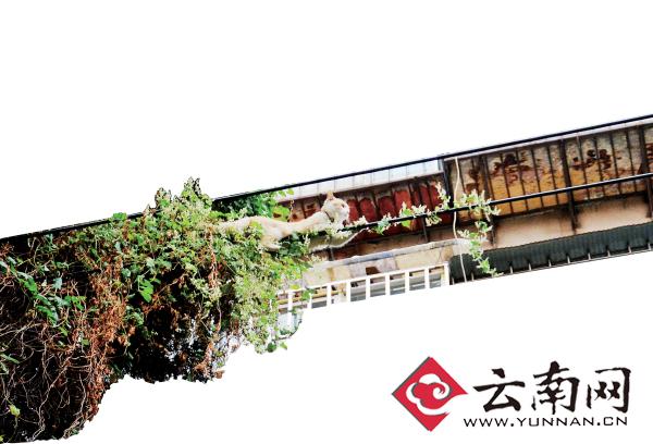 小貓下樹，但小貓就是不下來，反而爬到了一根緊貼著樹的電線上。