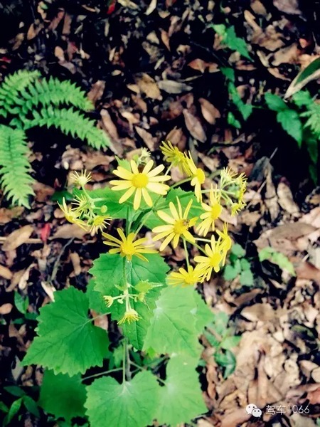 不僅有樹，還有美麗的小花花！