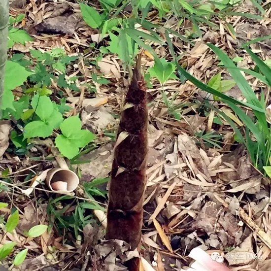 咦~這是什么？能吃嗎？