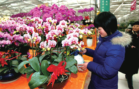 春節(jié)即將來臨，蝴蝶蘭依舊是節(jié)日花卉市場上最吸引眼球的品種，但銷量沒有去年同期好