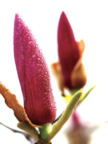 在鄭州，玉蘭才是春的使者