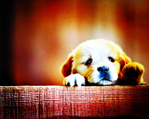 寵物診療市場(chǎng)貓膩多 獸藥虛高“獸醫(yī)”多無(wú)證 寵物診療市場(chǎng)貓膩多 獸藥虛高“獸醫(yī)”多無(wú)證