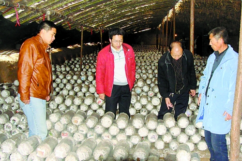 張泉鑫（左二）指導食用菌種植戶解決技術(shù)難題。