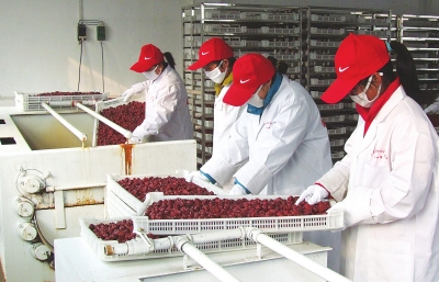 雖是寒冬，內(nèi)黃紅棗加工生產(chǎn)依然熱火朝天。