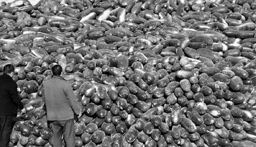 綠油油的冬瓜堆積如山。