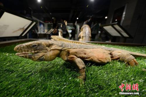 生命奧秘博物館入駐周莊 生命奧秘博物館入駐周莊