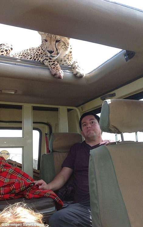 四目相對(duì) 獵豹車頂天窗伸頭凝視旅客 四目相對(duì) 獵豹車頂天窗伸頭凝視旅客