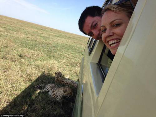 四目相對(duì) 獵豹車頂天窗伸頭凝視旅客 四目相對(duì) 獵豹車頂天窗伸頭凝視旅客