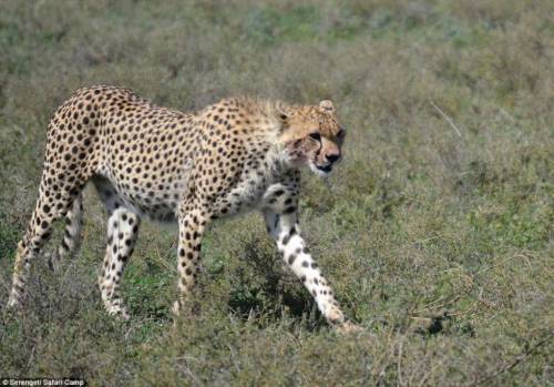 四目相對(duì) 獵豹車頂天窗伸頭凝視旅客 四目相對(duì) 獵豹車頂天窗伸頭凝視旅客