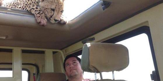 四目相對(duì) 獵豹車頂天窗伸頭凝視旅客 四目相對(duì) 獵豹車頂天窗伸頭凝視旅客