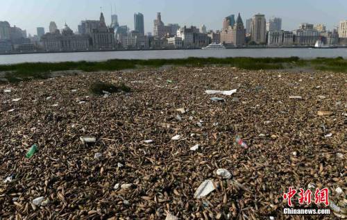 上海黃浦江灘涂現(xiàn)“垃圾帶” 上海黃浦江灘涂現(xiàn)“垃圾帶”