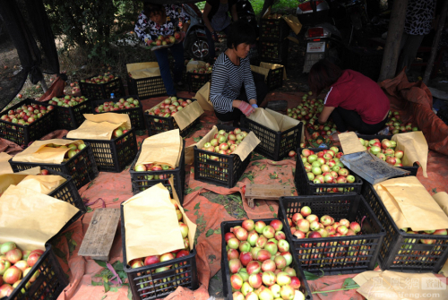 陜西:果農(nóng)將滯銷桃倒進(jìn)河道 陜西:果農(nóng)將滯銷桃倒進(jìn)河道