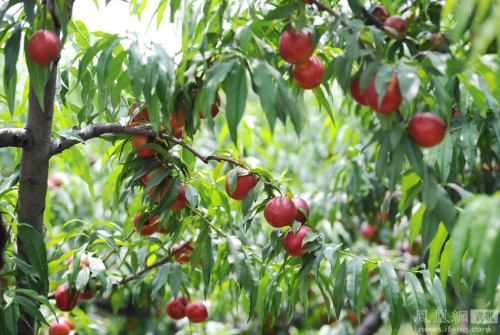 陜西:果農(nóng)將滯銷桃倒進(jìn)河道 陜西:果農(nóng)將滯銷桃倒進(jìn)河道