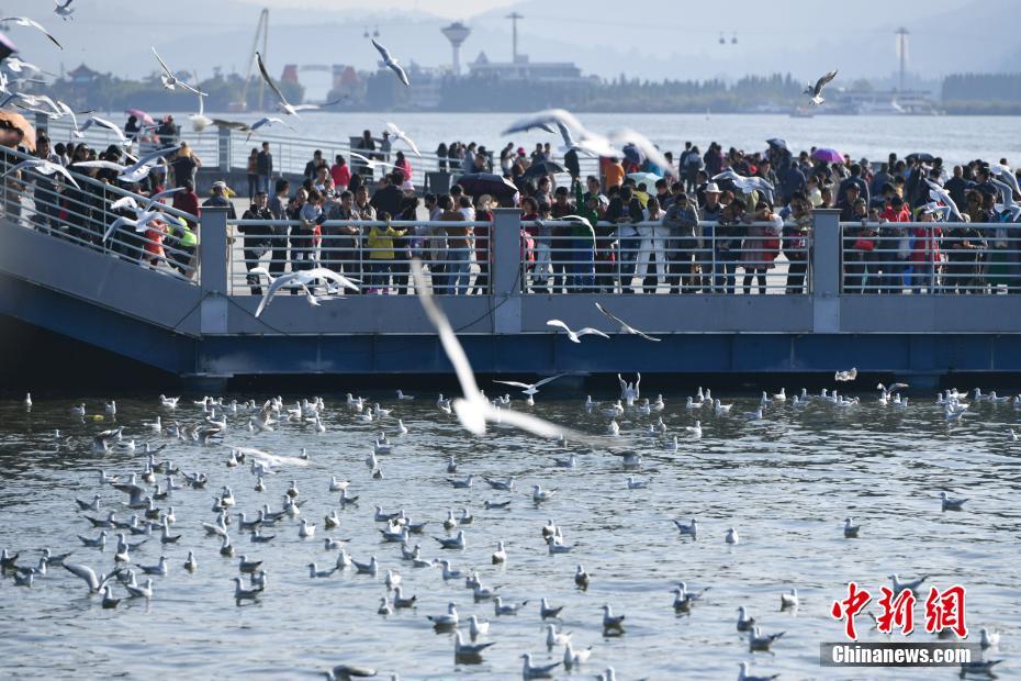 萬(wàn)只紅嘴鷗飛抵昆明滇池