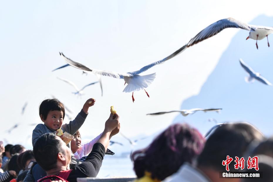 萬(wàn)只紅嘴鷗飛抵昆明滇池