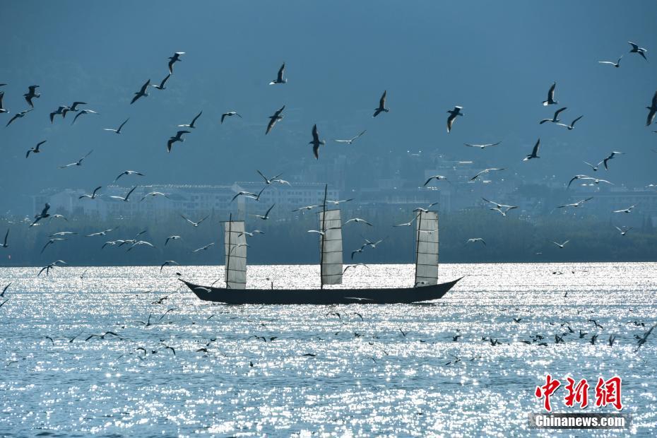 萬(wàn)只紅嘴鷗飛抵昆明滇池