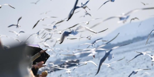 萬(wàn)只紅嘴鷗飛抵昆明滇池