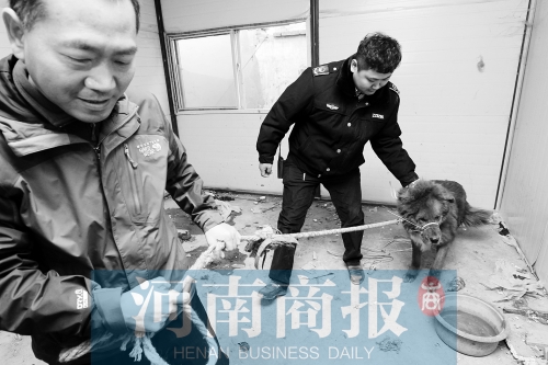 麻藥起作用后，這只藏獒被執(zhí)法人員控制