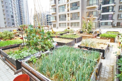  小區(qū)3層商鋪的樓頂是個大平臺，個人圍起來的“小菜園”約有50多個。
